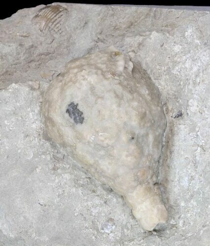 Cystoid (Holocystites) Fossil - Indiana #44604